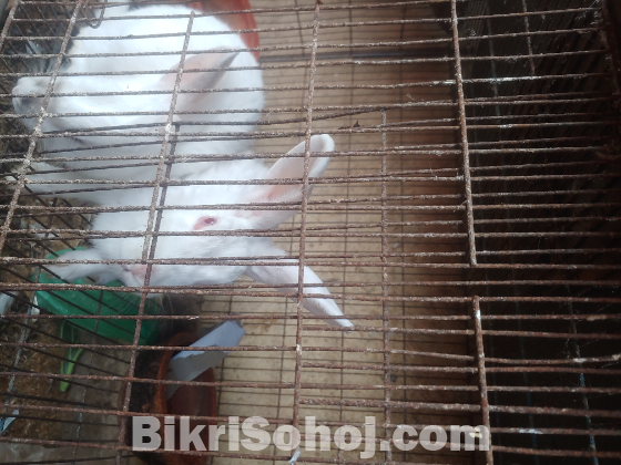 বিভিন্ন ধরনের হাঁস-মুরগি খরগোশ
